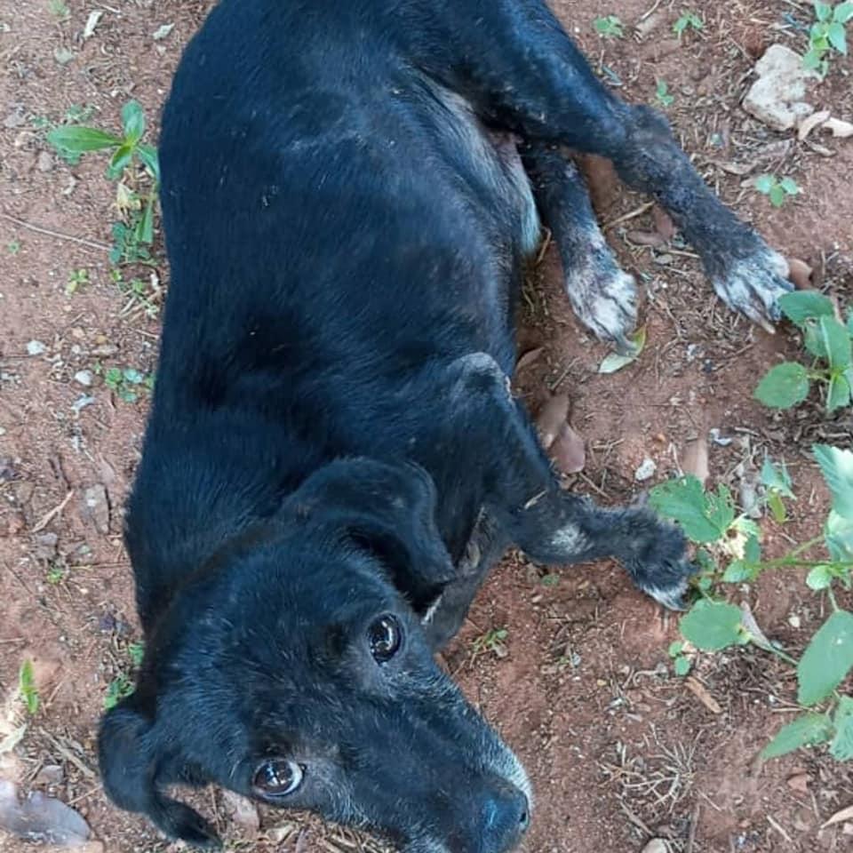 Cachorro com as patas quebradas é jogado em terreno baldio; protetores pedem doações para pagar tratamento do cão Cachorro com as patas quebradas é jogado em terreno baldio; protetores pedem doações para pagar tratamento do cão