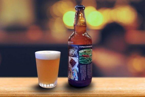 ISI Biomassa de Três Lagoas descobre fórmula de cerveja com uso de planta aquática como ingrediente ISI Biomassa de Três Lagoas descobre fórmula de cerveja com uso de planta aquática como ingrediente