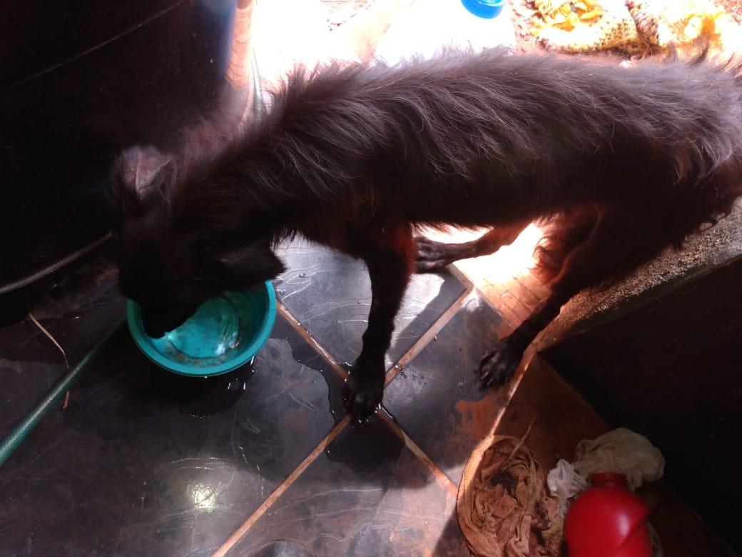 Na capital, cãozinho é resgatado, sem comida, sem água e com paralisia em Kitnet de estudante Na capital, cãozinho é resgatado, sem comida, sem água e com paralisia em Kitnet de estudante