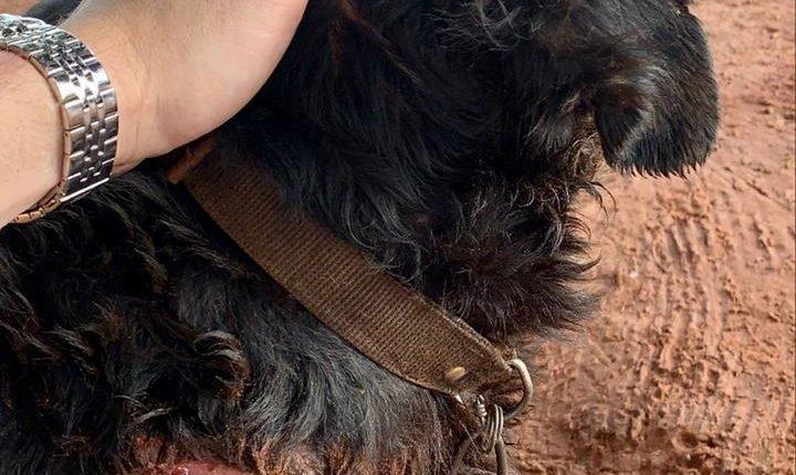 Homem mutila cão com facão para fazer animal, que é dócil, parar de latir