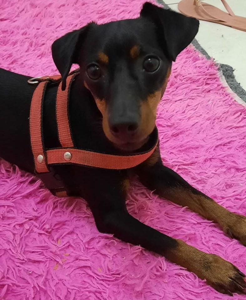Cachorro de porte pequeno é encontrado perto do Hospital Auxiliadora 