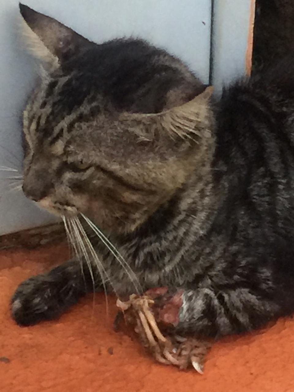 Denúncia: Gatos estão sendo mutilados no residencial Orestinho; autor ainda não foi identificado