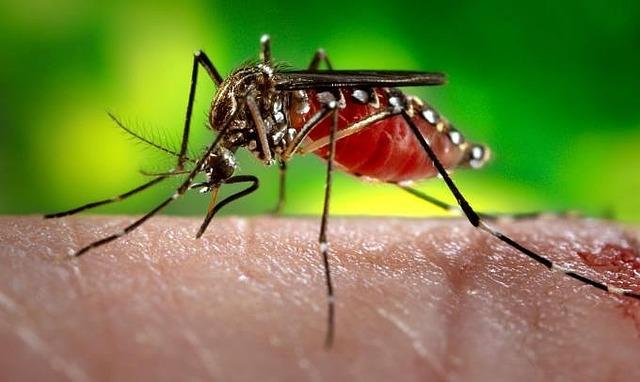 Mosquito da dengue pode escolher locais inusitados para procriar