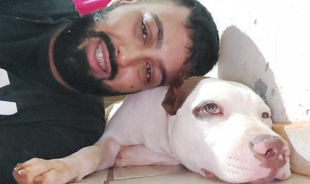 Pitbull desaparecido é encontrado após publicação em sites de notícias 