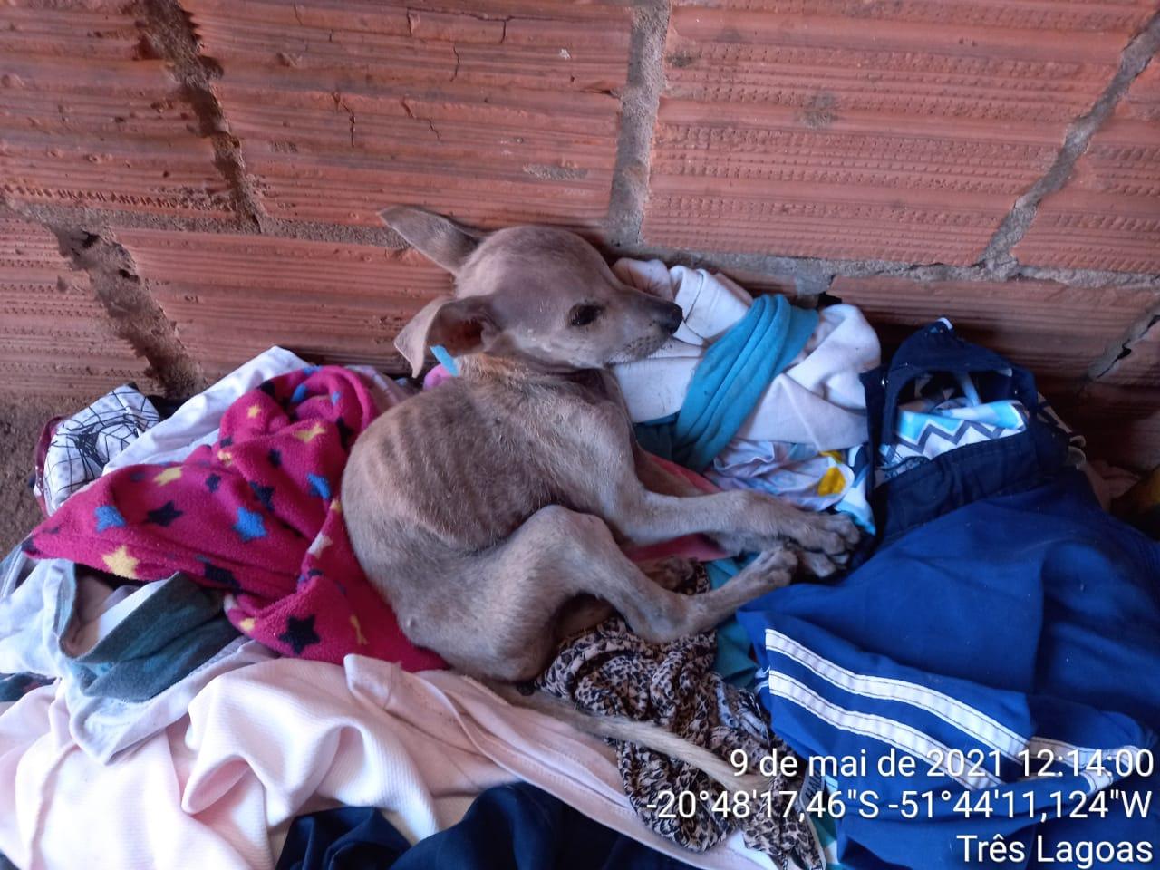 PMA de Três Lagoas autua mulher em R$ 4 mil por maus-tratos ao se mudar e deixar cinco cachorros e galinhas sem alimento e água PMA de Três Lagoas autua mulher em R$ 4 mil por maus-tratos ao se mudar e deixar cinco cachorros e galinhas sem alimento e água