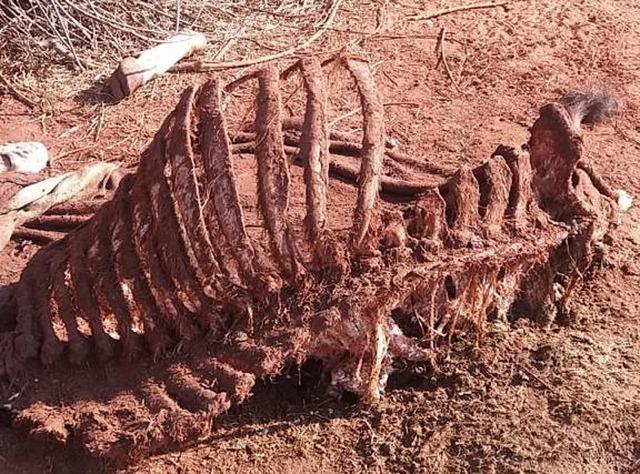 Pecuarista denuncia furto e abate de animais em fazenda de Três Lagoas (MS) Pecuarista denuncia furto e abate de animais em fazenda de Três Lagoas (MS)