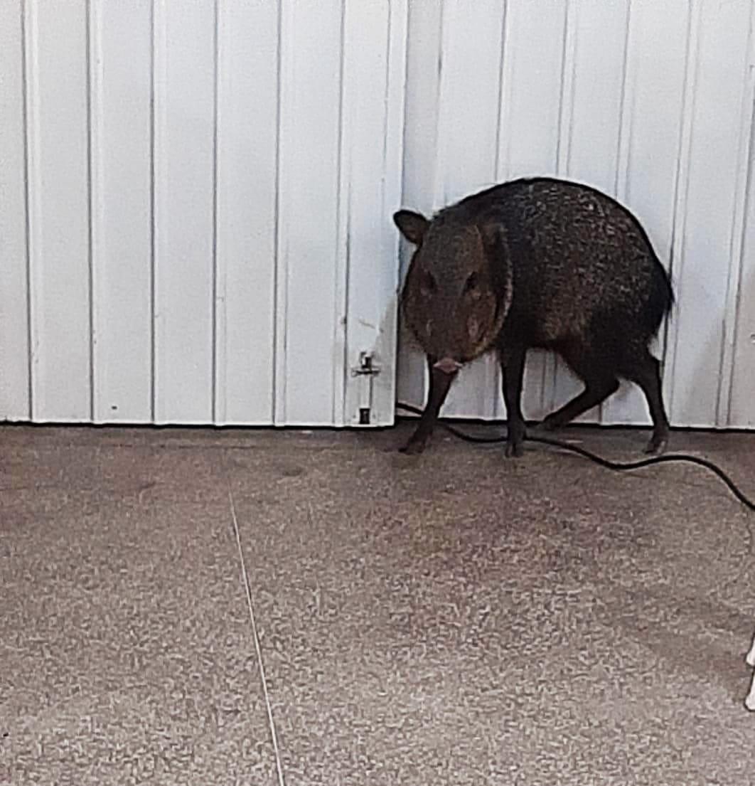 PMA de Naviraí captura porco-do-mato em local de vacinação contra a COVI-19