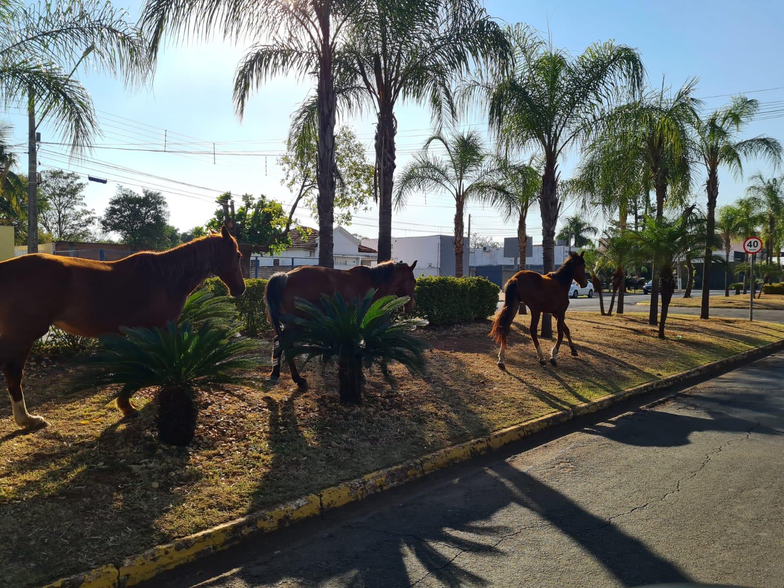 Atenção: Cavalos soltos no centro de Três Lagoas