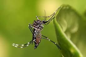 Casos de dengue continuam em queda e Saúde notifica apenas 04 casos suspeitos nesta semana Casos de dengue continuam em queda e Saúde notifica apenas 04 casos suspeitos nesta semana
