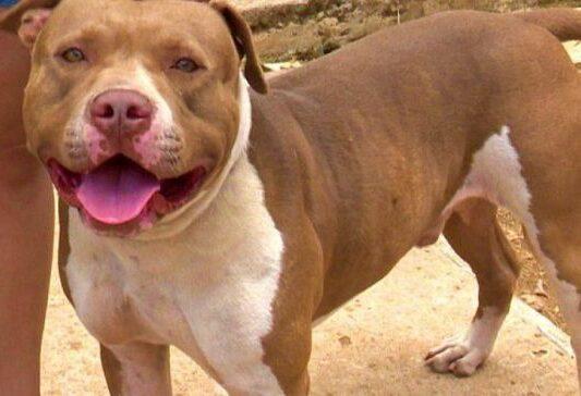 Idoso de 71 anos é atacado por cão da raça pit bull solto no bairro Vila Haro Idoso de 71 anos é atacado por cão da raça pit bull solto no bairro Vila Haro