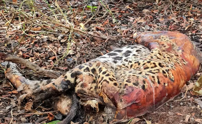Polícia Federal investiga 4 fazendas por morte de onças-pintadas no Pantanal