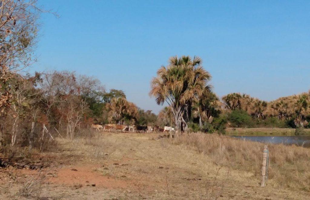 Polícia Militar Ambiental de Três Lagoas é acionada por empresa que teve propriedade invadida Polícia Militar Ambiental de Três Lagoas é acionada por empresa que teve propriedade invadida