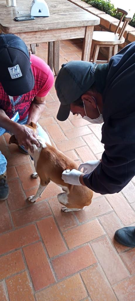 Campanha de Multivacinação Rural registra menor quantidade de pessoas e animais imunizados Campanha de Multivacinação Rural registra menor quantidade de pessoas e animais imunizados