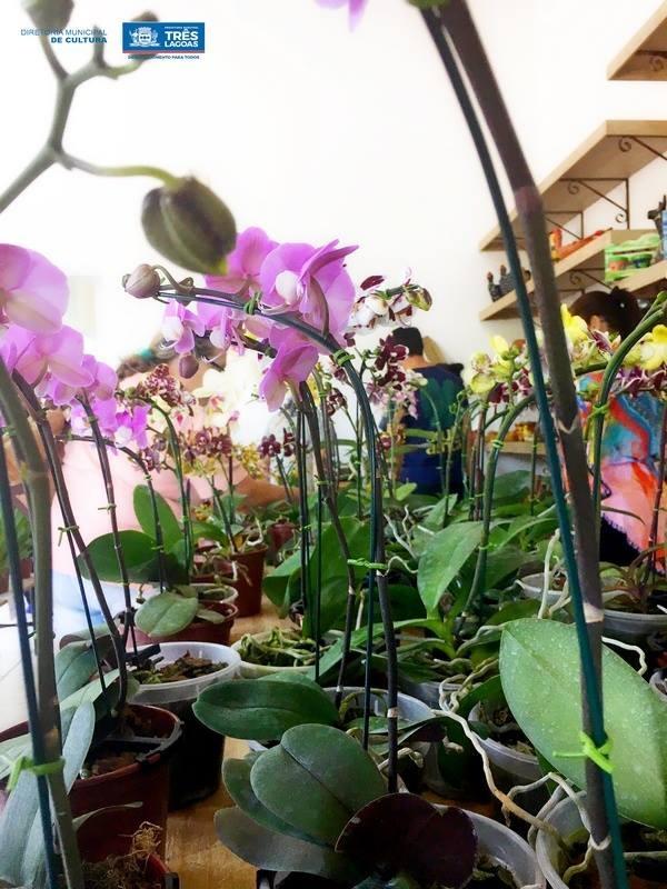 Exposição de Orquídeas será realizada de 17 a 18 deste mês na Casa do Artesão de TL