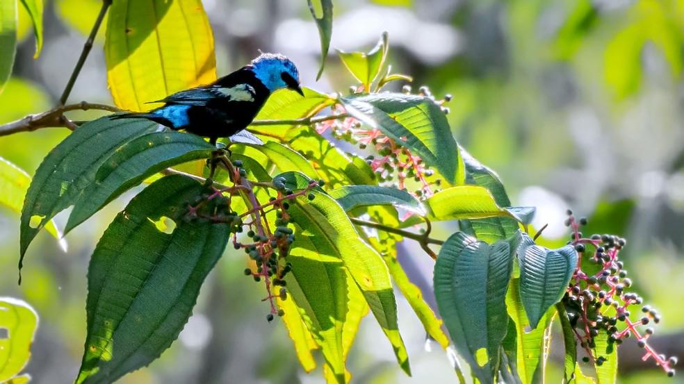 Ave é encontrada no Cerrado depois de quase 100 anos sem ser vista