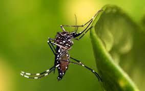 Boletim semanal aponta 02 novos casos de leishmaniose visceral e 06 casos suspeitos de dengue