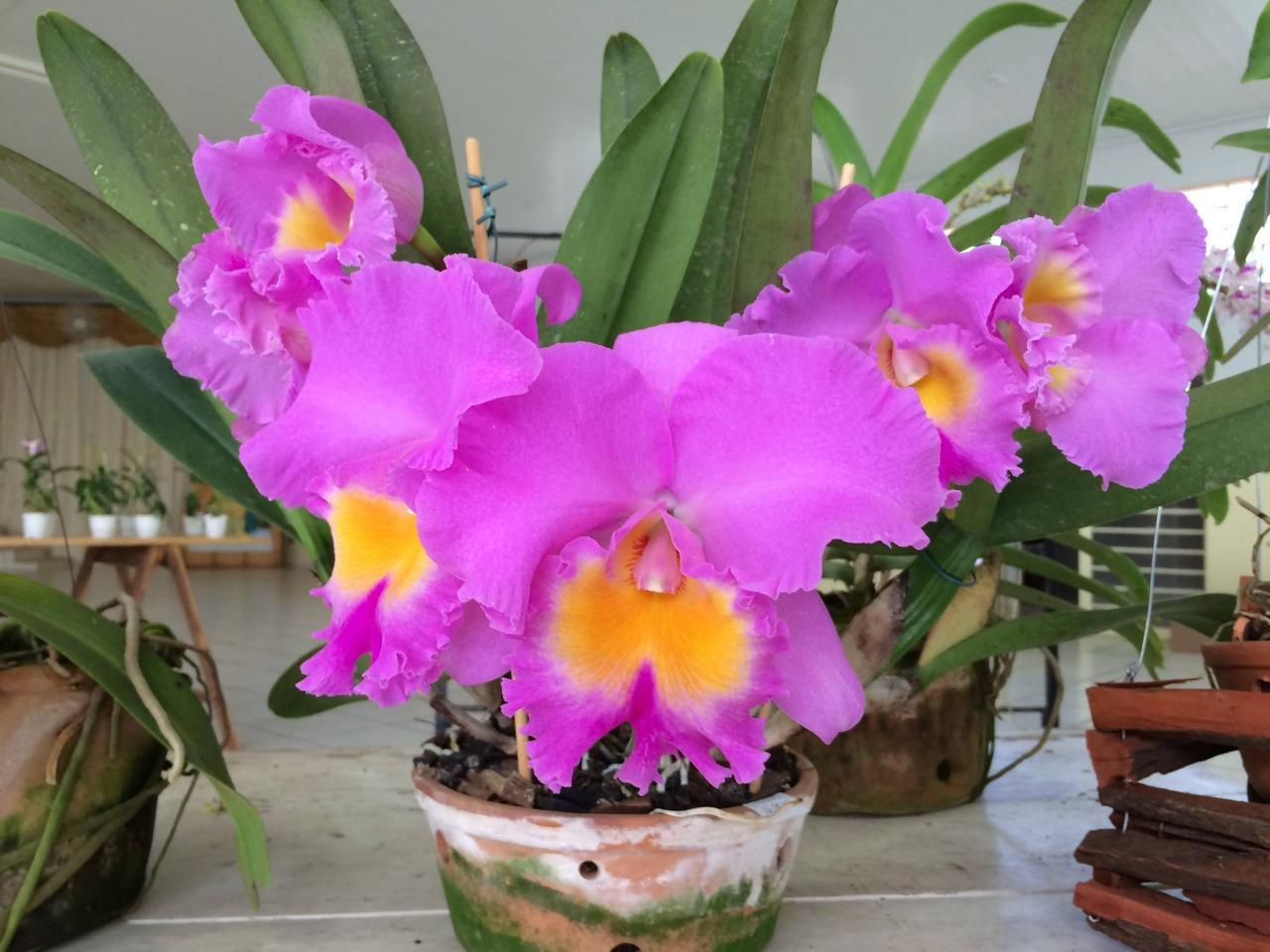 Exposição de Orquídeas será realizada de 17 a 18 deste mês na Casa do Artesão de TL