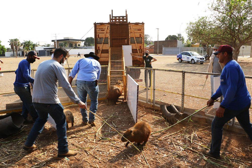 Segundo manejo do mês, Meio Ambiente encaminha 37 capivaras para o Parque do Pombo Segundo manejo do mês, Meio Ambiente encaminha 37 capivaras para o Parque do Pombo