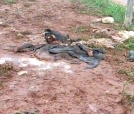 Com prejuízo de R$ 34,5 mil, pecuarista que teve 7 novilhas abatidas em crime de abigeato acredita que ladrões são experientes 