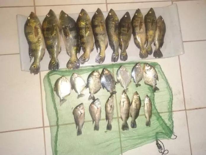 PMA de Três Lagoas autua paulista por pesca ilegal e faz apreensões de barco e petrechos PMA de Três Lagoas autua paulista por pesca ilegal e faz apreensões de barco e petrechos