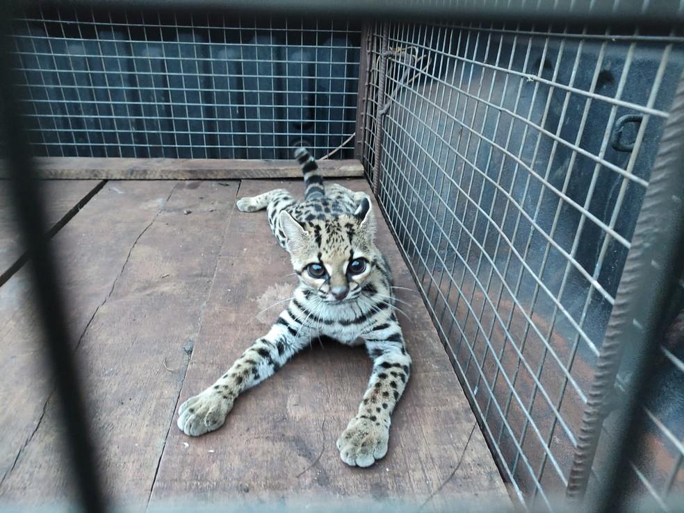 Ao brincar com cachorro, morador flagra jaguatirica e aciona polícia ambiental de MS