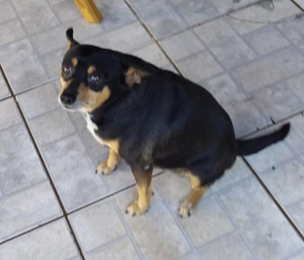Criança está doente pelo sumiço de “Pingo”; ajudem a compartilhar o sumiço do animal 