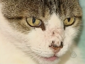 Maus Tratos: Mulher denuncia vizinho que jogou gata contra árvore no Nova Americana Maus Tratos: Mulher denuncia vizinho que jogou gata contra árvore no Nova Americana
