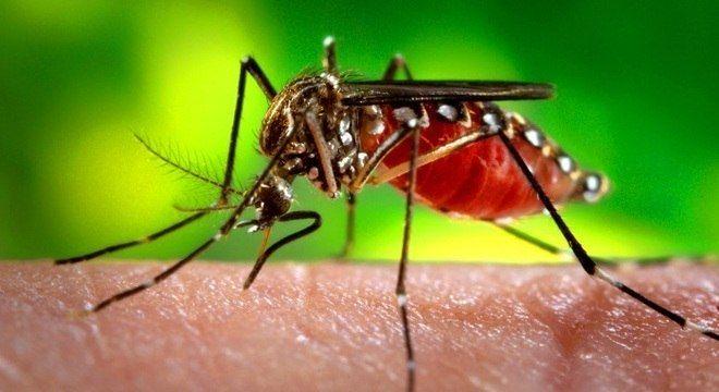 Boletim da dengue notifica 11 casos suspeitos em Três Lagoas