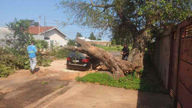 Ingazeira de mais de 30 anos cai em cima de carro durante temporal em Campo Grande Ingazeira de mais de 30 anos cai em cima de carro durante temporal em Campo Grande