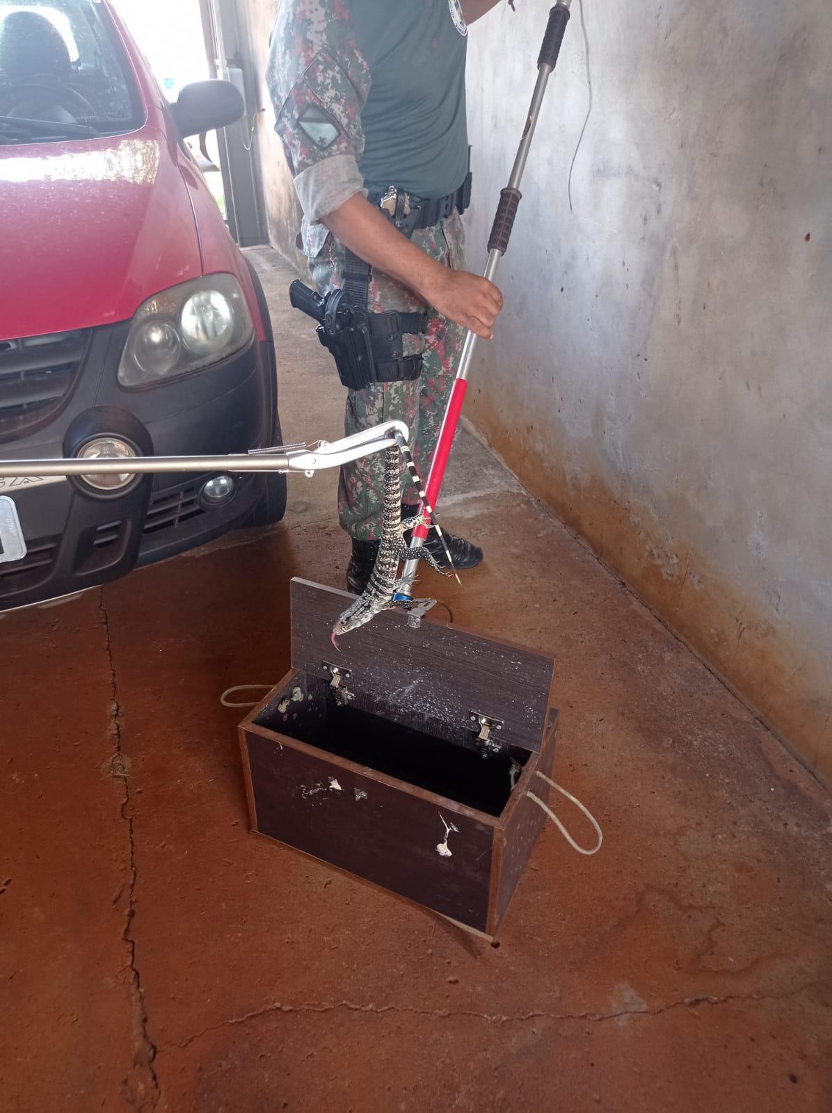 PMA captura lagarto dentro de residência em MS