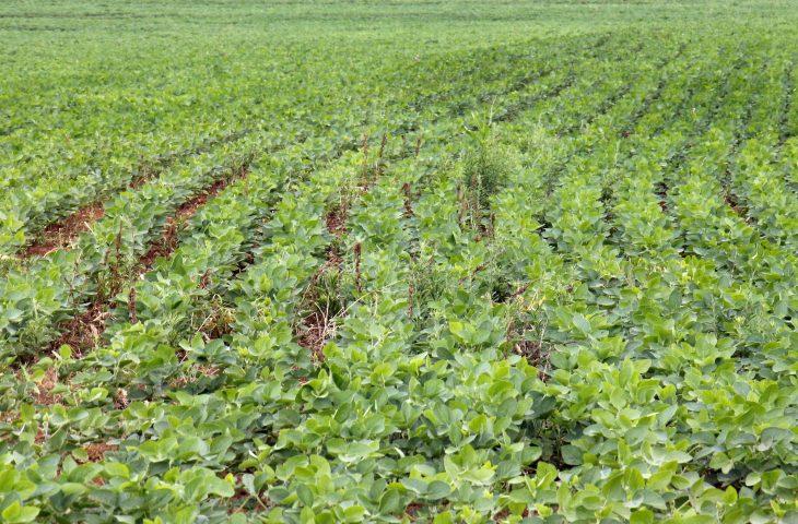 Prazo para registro da área plantada com soja em MS termina dia 10 de janeiro Prazo para registro da área plantada com soja em MS termina dia 10 de janeiro