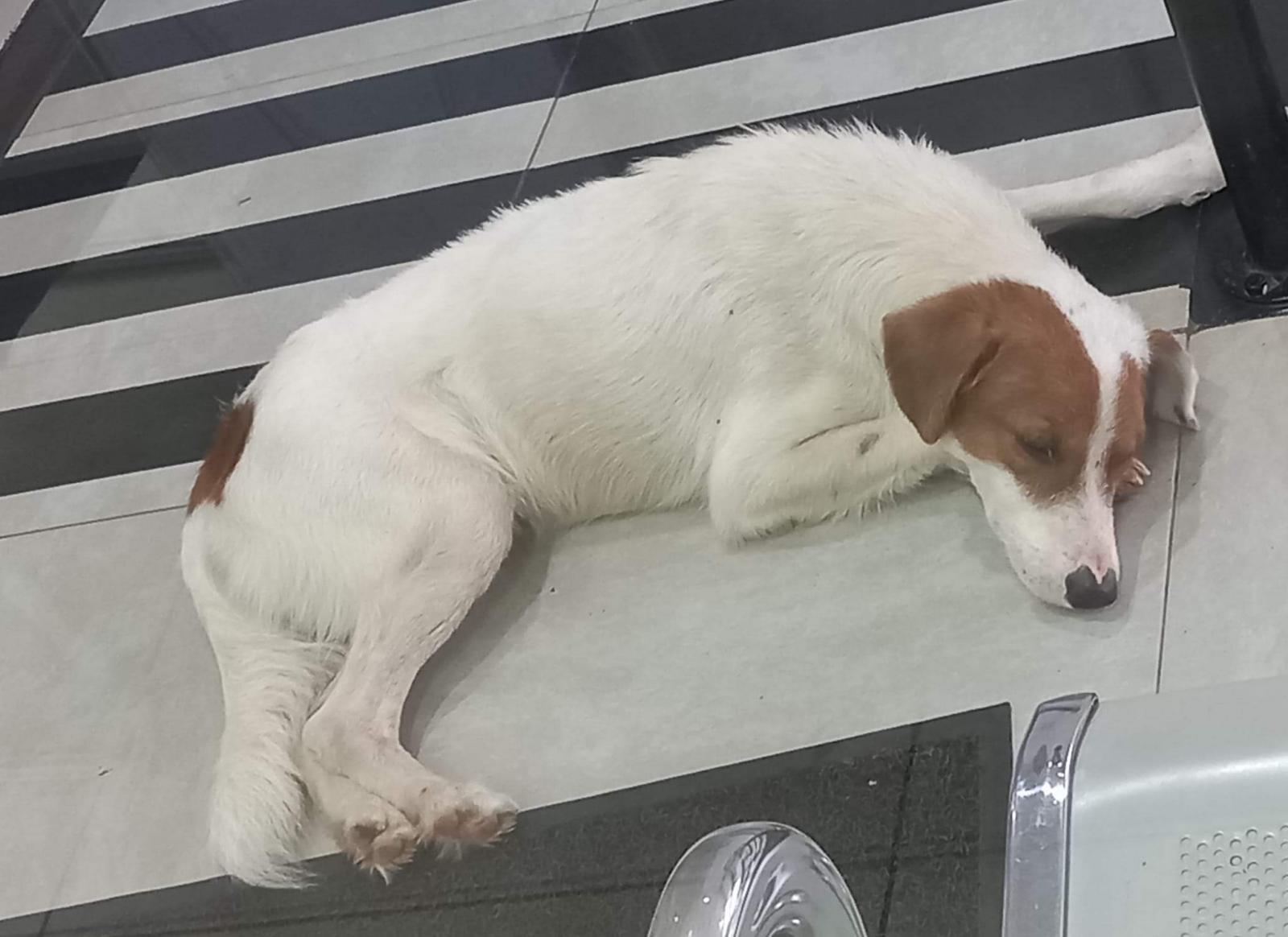 Cachorro é encontrado em frente ao Hospital Auxiliadora