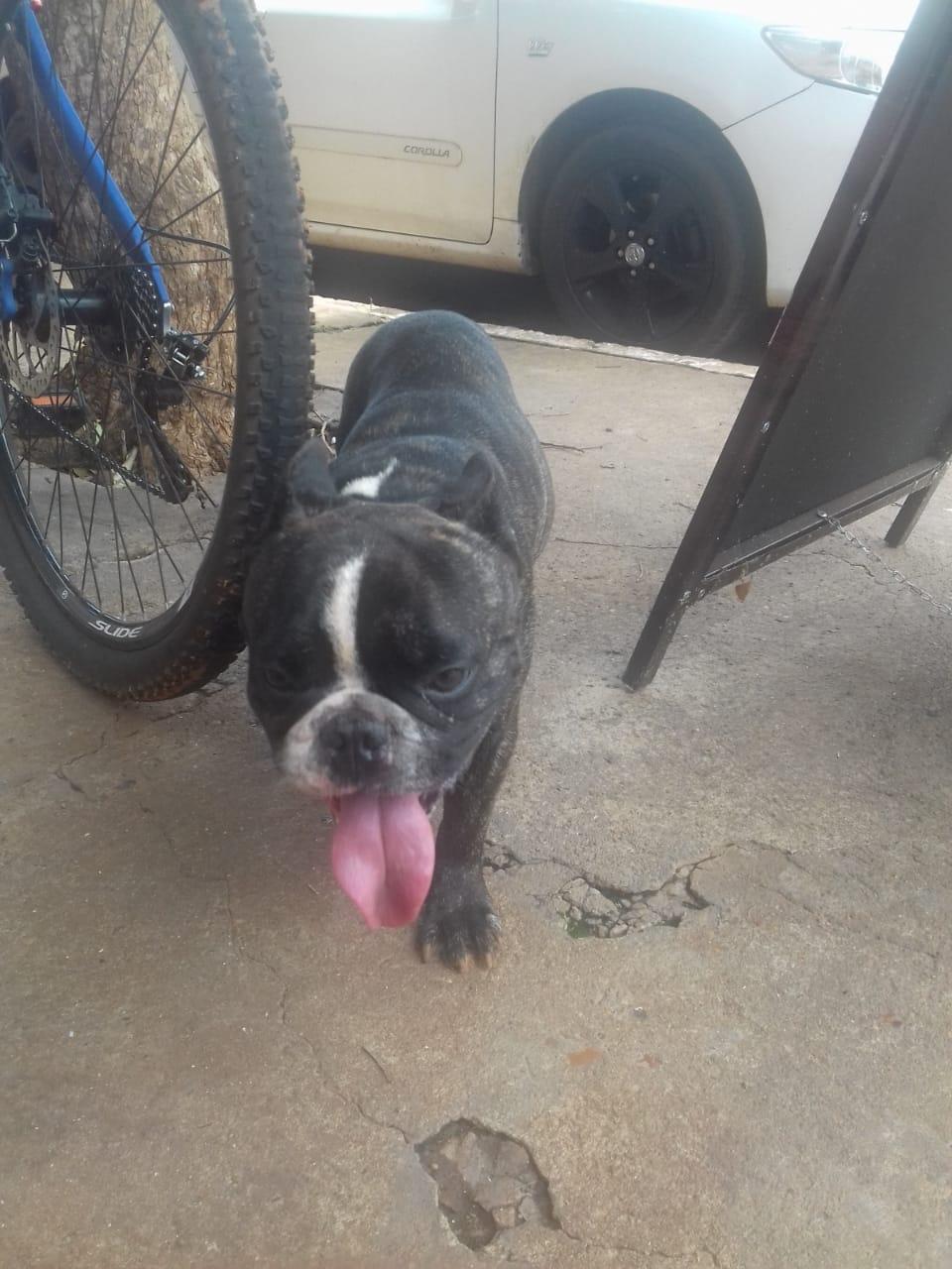 Cachorro é encontrado no bairro Jk