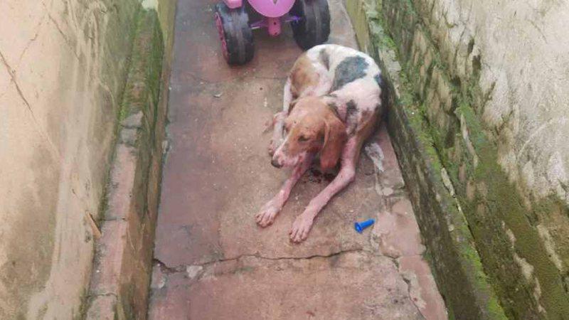 Proprietário é multado em R$ 2 mil por deixar pitbull atacar outro cachorro em casa