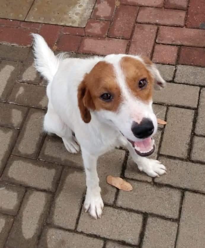 Cachorro é encontrado em frente ao Hospital Auxiliadora