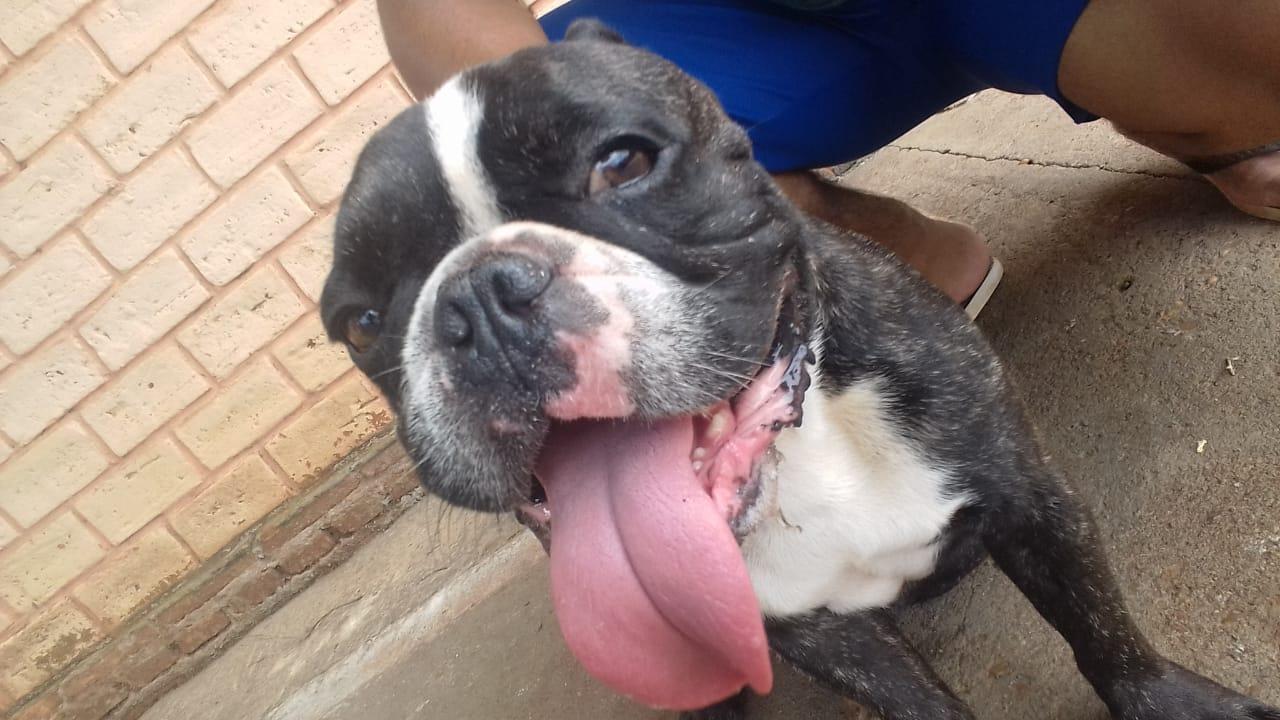 Cachorro é encontrado no bairro Jk Cachorro é encontrado no bairro Jk