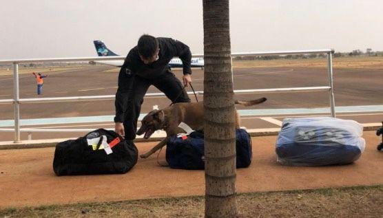 Canil da Polícia Federal em Três Lagoas-MS presta apoio à PF de Presidente Prudente-SP