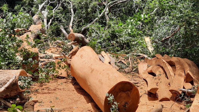 Homem é multado em R$ 2,4 mil por exploração de madeira ilegal em MS Homem é multado em R$ 2,4 mil por exploração de madeira ilegal em MS