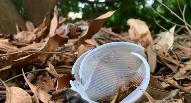 MS confirma segunda morte por dengue em 2022; cuidados devem ser redobrados