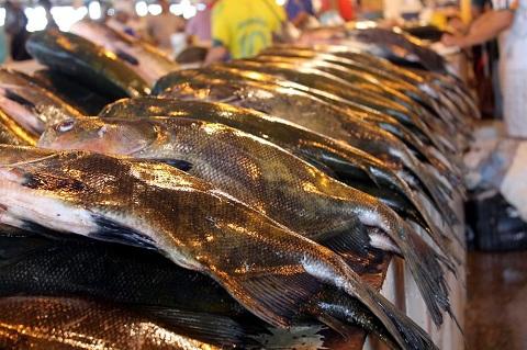 Inscrições para 7ª Feira do Peixe começam segunda-feira (04)