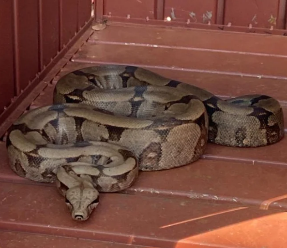 Polícia Militar Ambiental de Campo Grande captura três serpentes em menos de 24 horas na capital