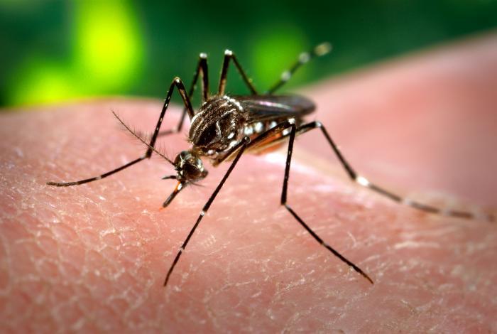 Saúde de Três Lagoas registra 34 casos suspeitos de dengue nesta semana Saúde de Três Lagoas registra 34 casos suspeitos de dengue nesta semana
