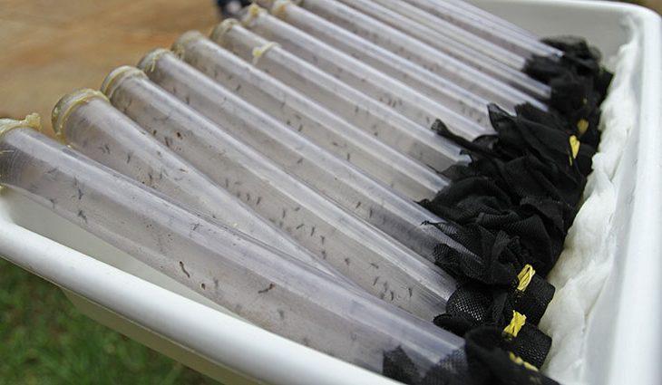Trinta e dois milhões de mosquitos com Wolbachia já foram soltos em 33 bairros da Capital Trinta e dois milhões de mosquitos com Wolbachia já foram soltos em 33 bairros da Capital