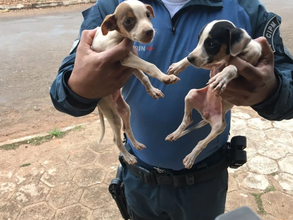 PMA de Cassilândia autua estudante em R$ 6 mil por abandono de seis cachorros resgatados pela PM de Chapadão do Sul