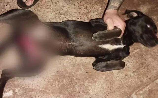 Cão entra no quintal de vizinho e tem testículos arrancados por morador