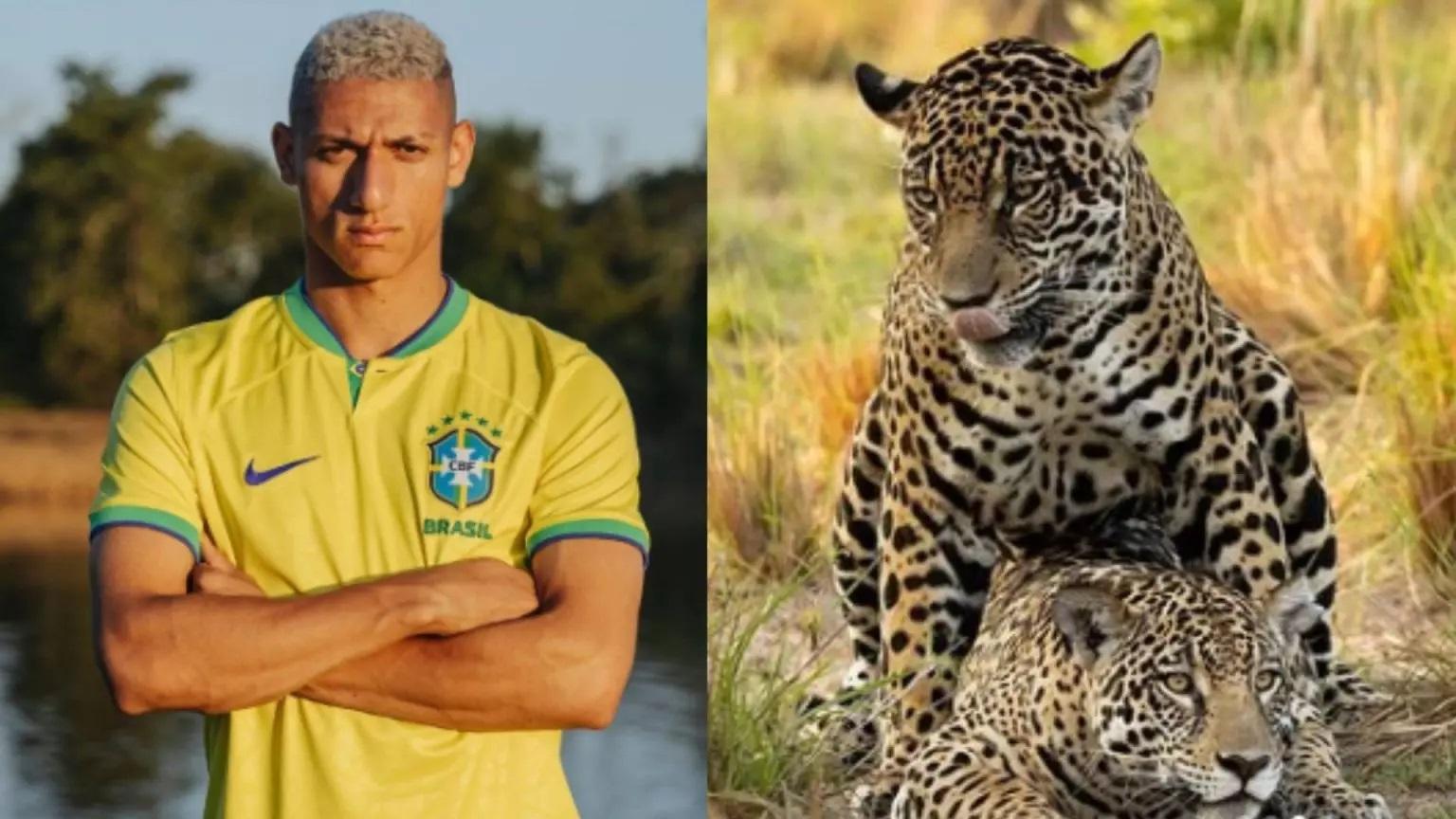 Onçafari diz que Richarlison não é dono de onça-pintada adotada em MS Onçafari diz que Richarlison não é dono de onça-pintada adotada em MS