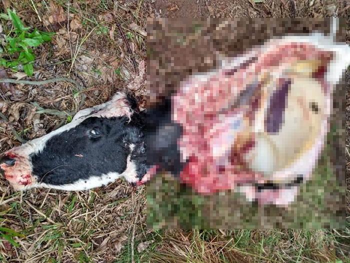 Vaca é furtada e abatida no Cinturão Verde