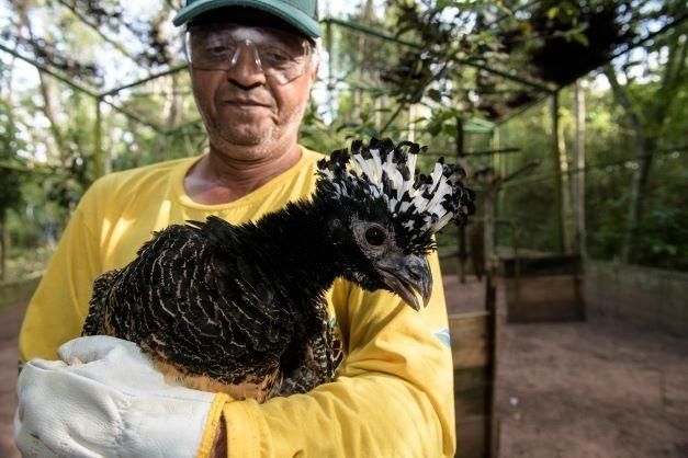 CESP irá realizar a soltura de 40 aves da espécie mutum-de-penacho