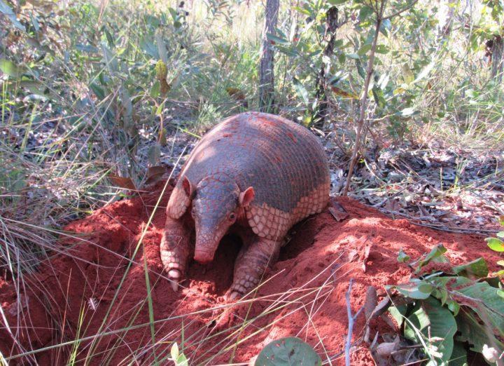 Animais raros, canalização entre lagoas e capacitação de podadores; relembre as principais ações da SEMEA em 2022