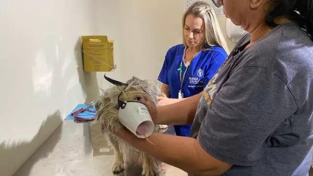 Em Campo Grande, cachorros aguardam atendimento em primeiro dia de funcionamento em 